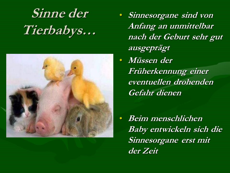 Sinne der Tierbabys… Sinnesorgane sind von Anfang an unmittelbar nach der Geburt sehr gut ausgeprägt.