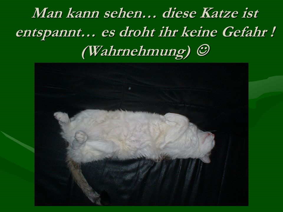 Man kann sehen… diese Katze ist entspannt… es droht ihr keine Gefahr