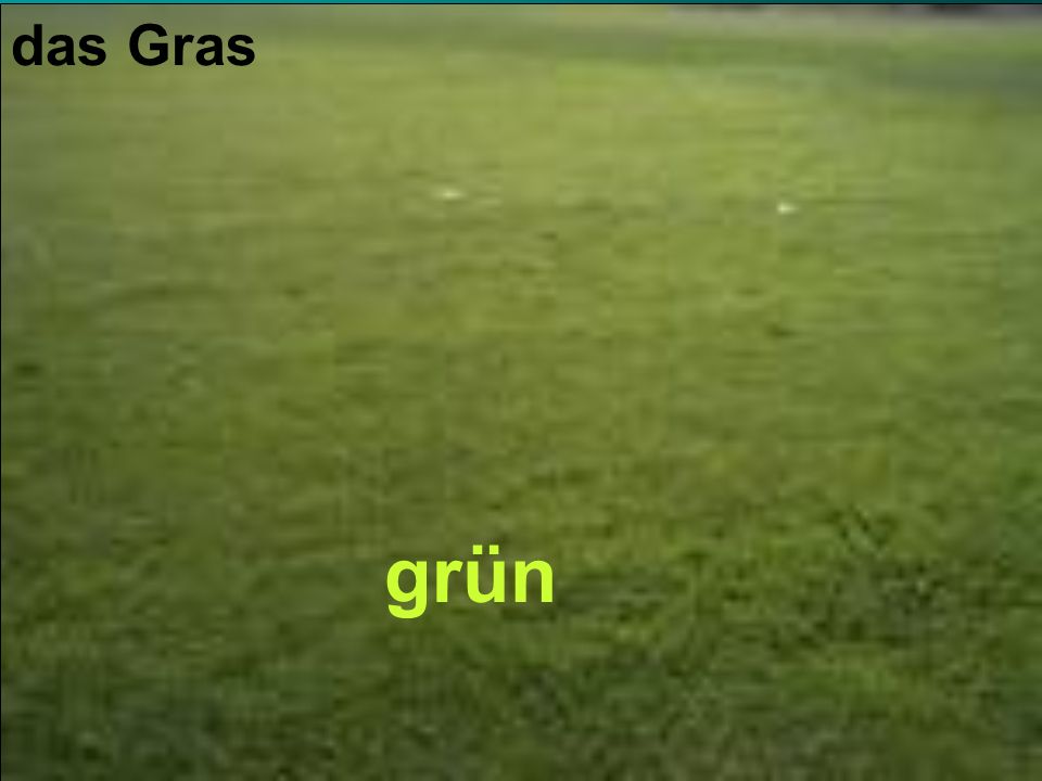 das Gras grün