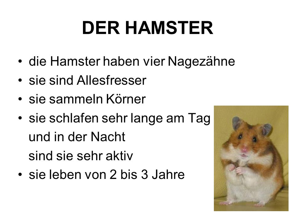 DER HAMSTER die Hamster haben vier Nagezähne sie sind Allesfresser