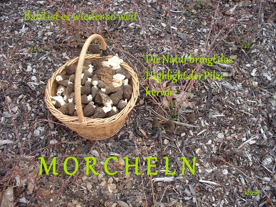 M O R C H E L N Bald ist es wieder so weit