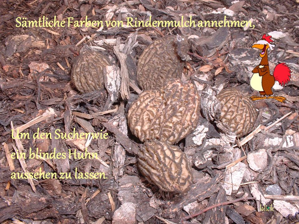 Sämtliche Farben von Rindenmulch annehmen,