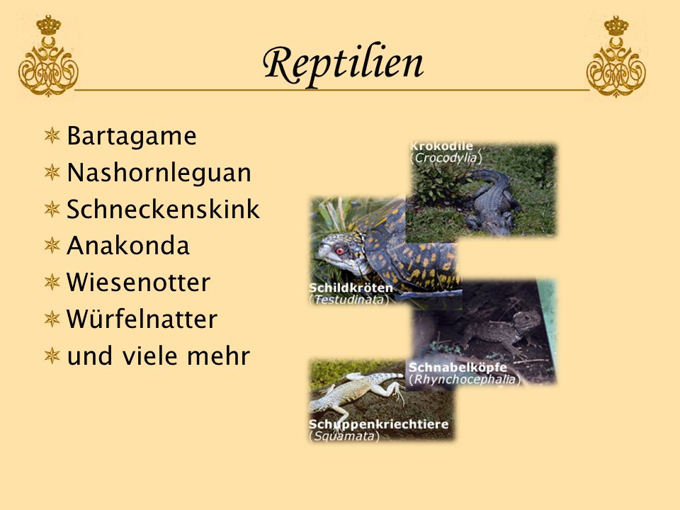 Reptilien Bartagame Nashornleguan Schneckenskink Anakonda Wiesenotter