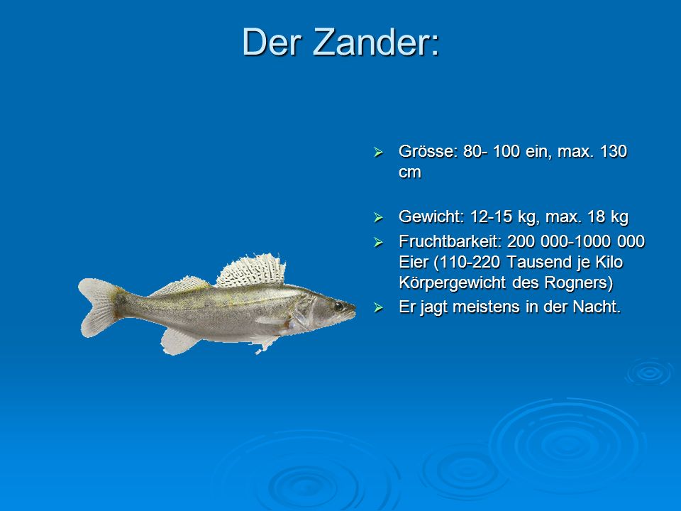 Der Zander: Grösse: ein, max. 130 cm
