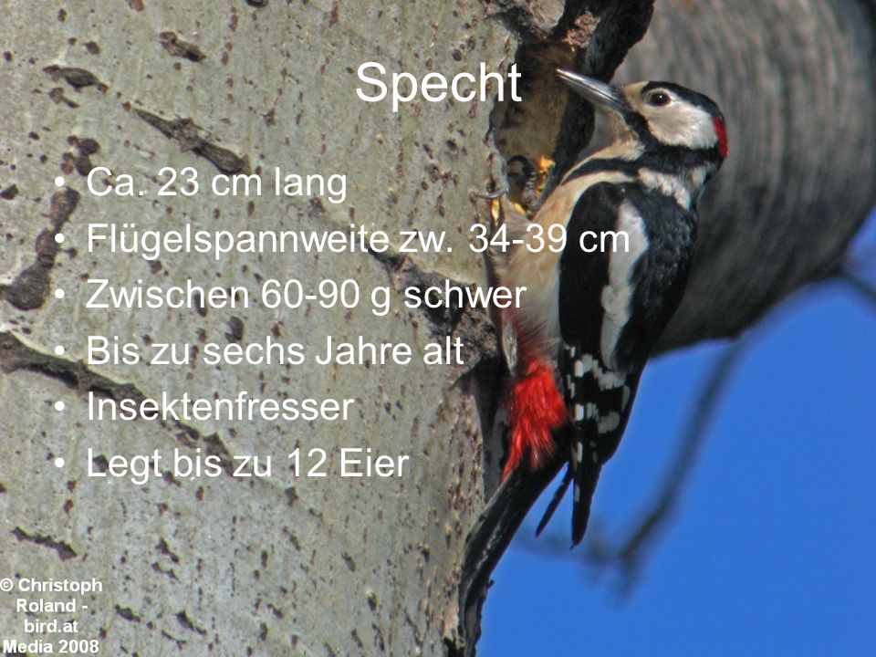 Specht Ca. 23 cm lang Flügelspannweite zw cm