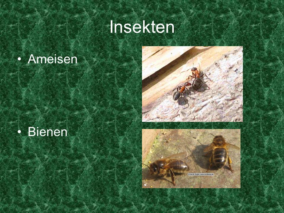Insekten Ameisen Bienen