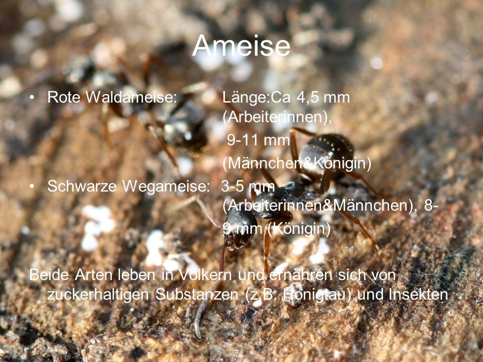 Ameise Rote Waldameise: Länge:Ca 4,5 mm (Arbeiterinnen), 9-11 mm