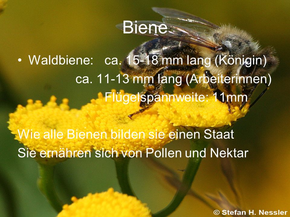Biene Waldbiene: ca mm lang (Königin)