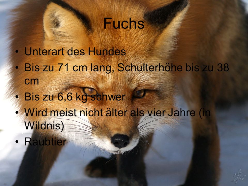 Fuchs Unterart des Hundes Bis zu 71 cm lang, Schulterhöhe bis zu 38 cm