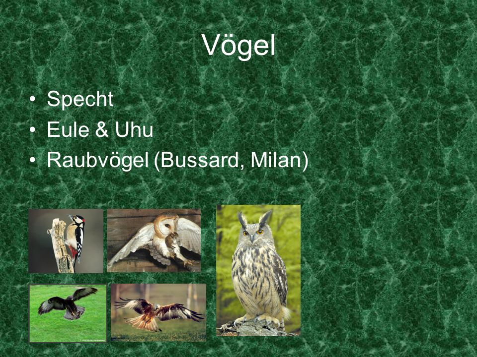 Vögel Specht Eule & Uhu Raubvögel (Bussard, Milan)