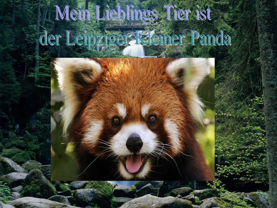 Mein Lieblings Tier ist der Leipziger Kleiner Panda