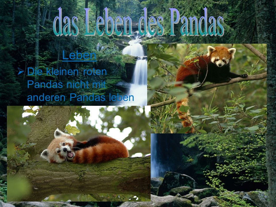 das Leben des Pandas Leben