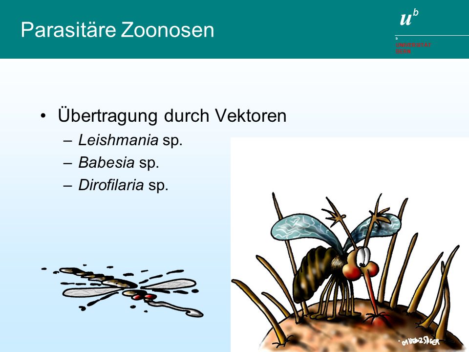 Parasitäre Zoonosen Übertragung durch Vektoren Leishmania sp.