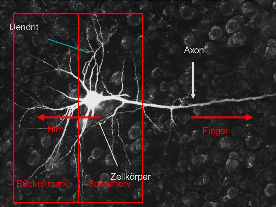 Dendrit Axon Hirn Finger Zellkörper Rückenmark Spinalnerv