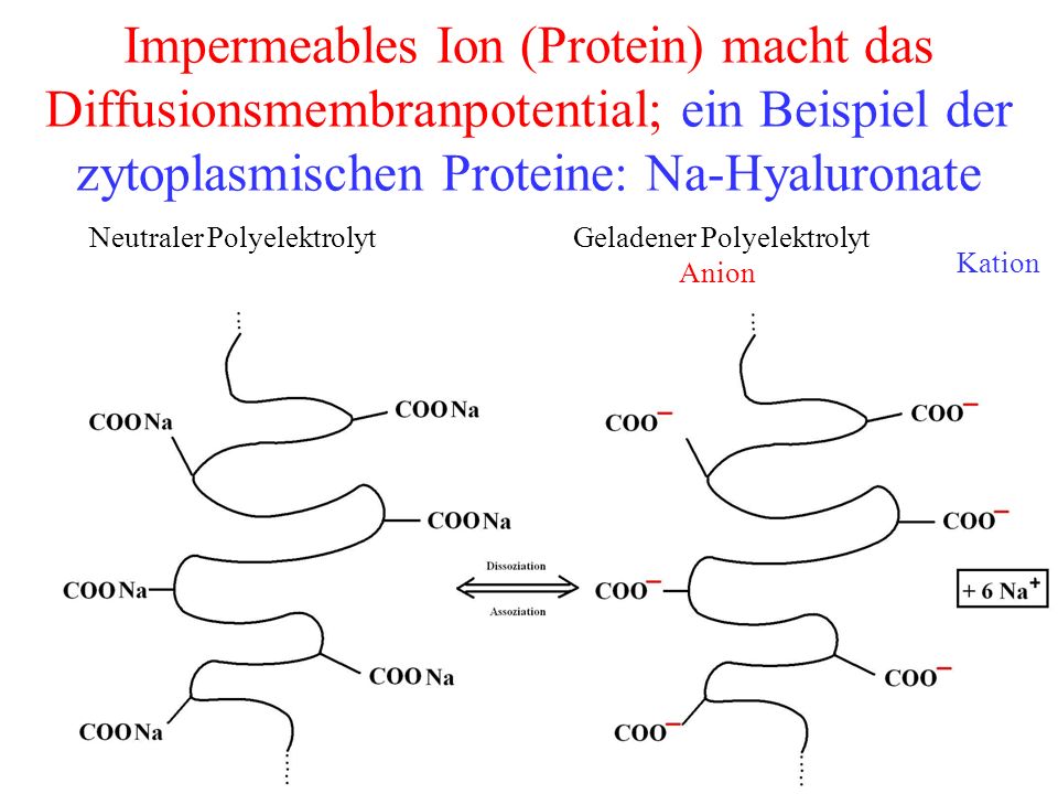 Impermeables Ion (Protein) macht das Diffusionsmembranpotential; ein Beispiel der zytoplasmischen Proteine: Na-Hyaluronate
