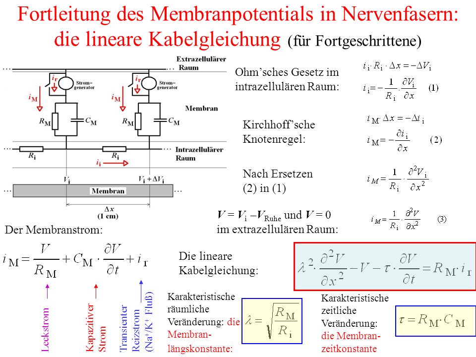 Fortleitung des Membranpotentials in Nervenfasern: die lineare Kabelgleichung (für Fortgeschrittene)
