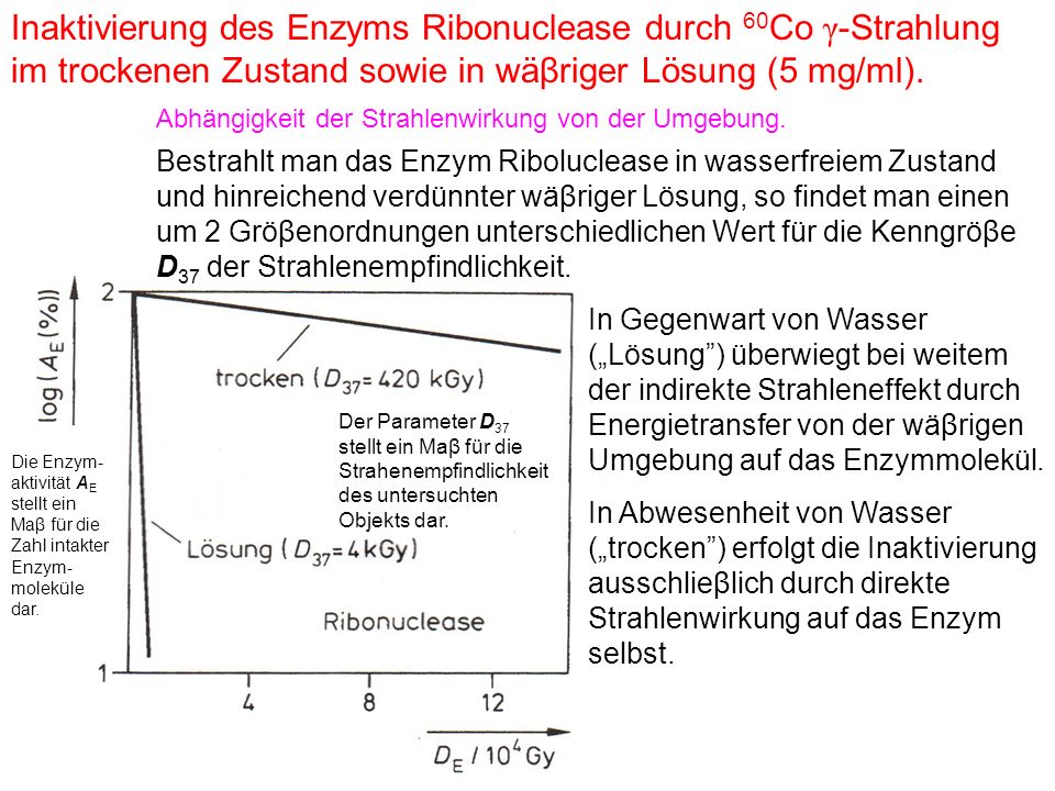 Inaktivierung des Enzyms Ribonuclease durch 60Co γ-Strahlung im trockenen Zustand sowie in wäβriger Lösung (5 mg/ml).