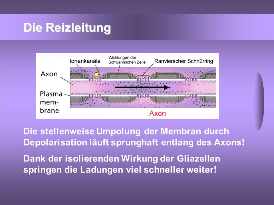 Die Reizleitung Die stellenweise Umpolung der Membran durch Depolarisation läuft sprunghaft entlang des Axons!