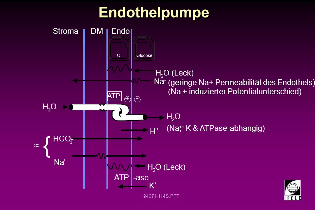 { Endothelpumpe » Stroma DM Endo H O (Leck) Na