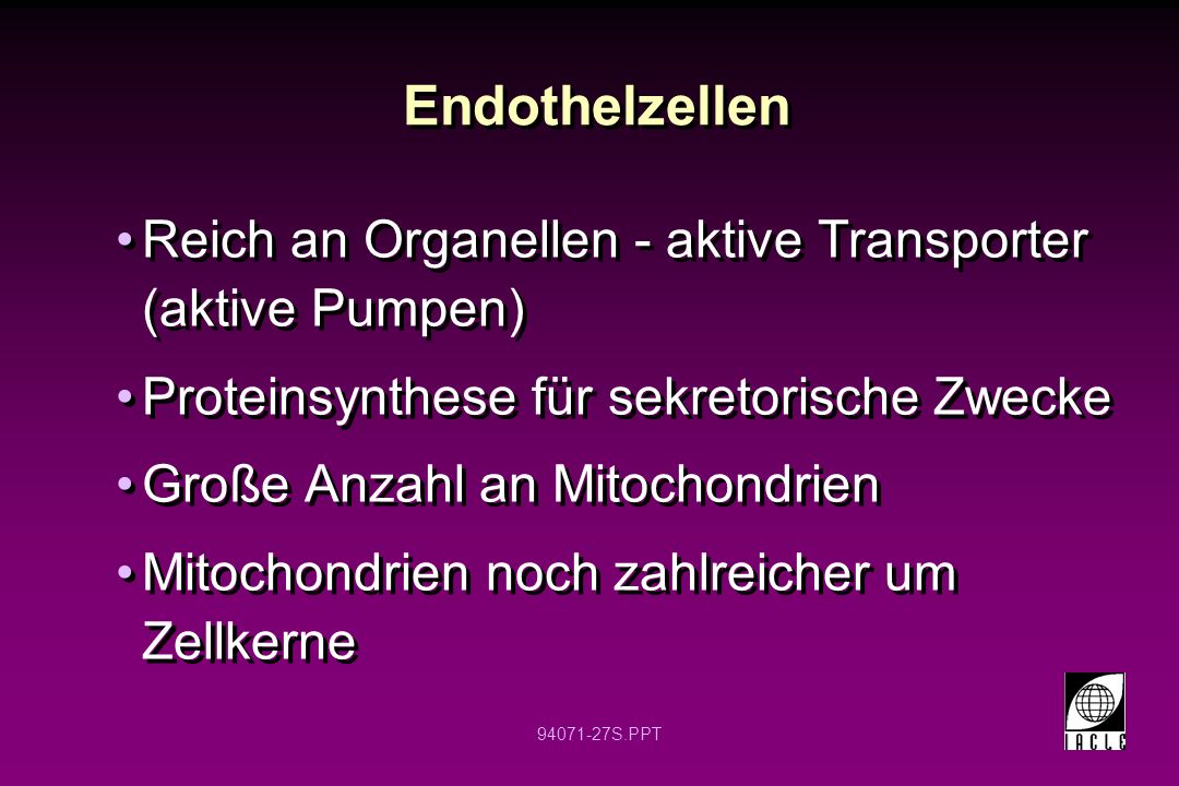 Endothelzellen Reich an Organellen - aktive Transporter (aktive Pumpen) Proteinsynthese für sekretorische Zwecke.