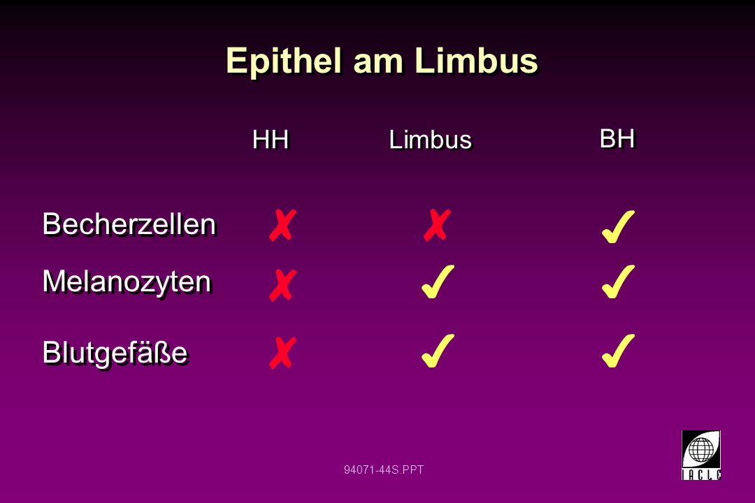Epithel am Limbus Becherzellen Melanozyten Blutgefäße HH Limbus BH 12