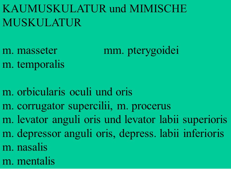 KAUMUSKULATUR und MIMISCHE MUSKULATUR