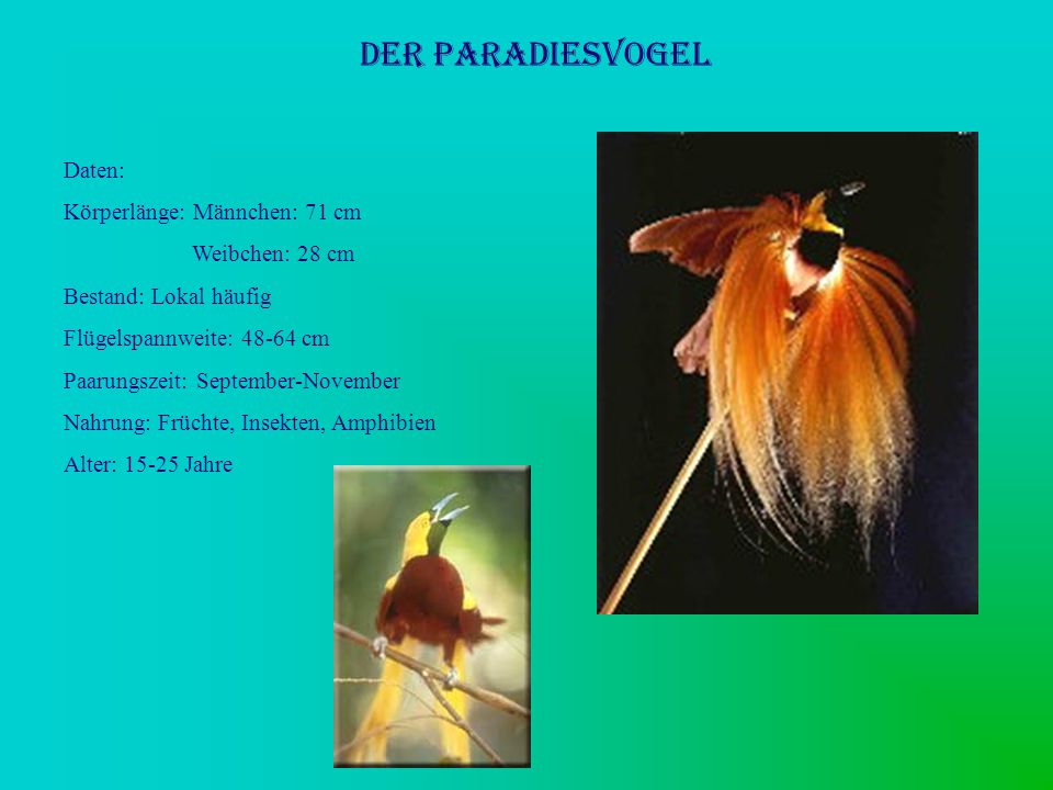 Der Paradiesvogel Daten: Körperlänge: Männchen: 71 cm Weibchen: 28 cm