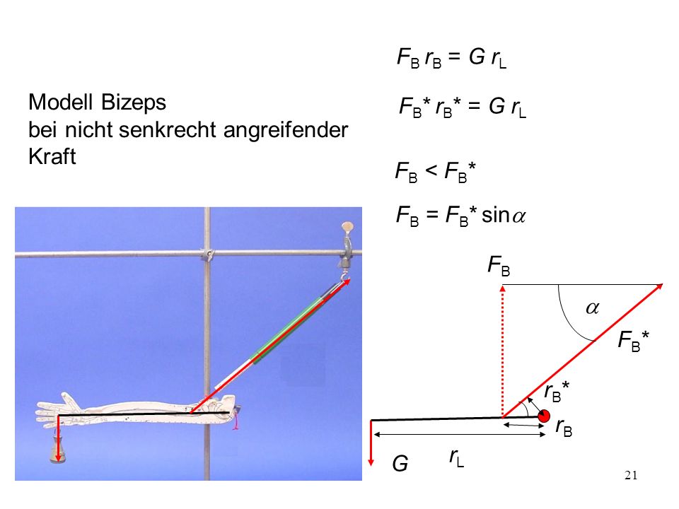 FB rB = G rL Modell Bizeps bei nicht senkrecht angreifender Kraft. FB* rB* = G rL. FB < FB* FB = FB* sina.