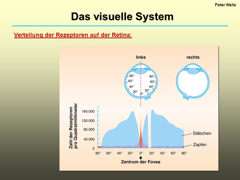 Das visuelle System Verteilung der Rezeptoren auf der Retina: