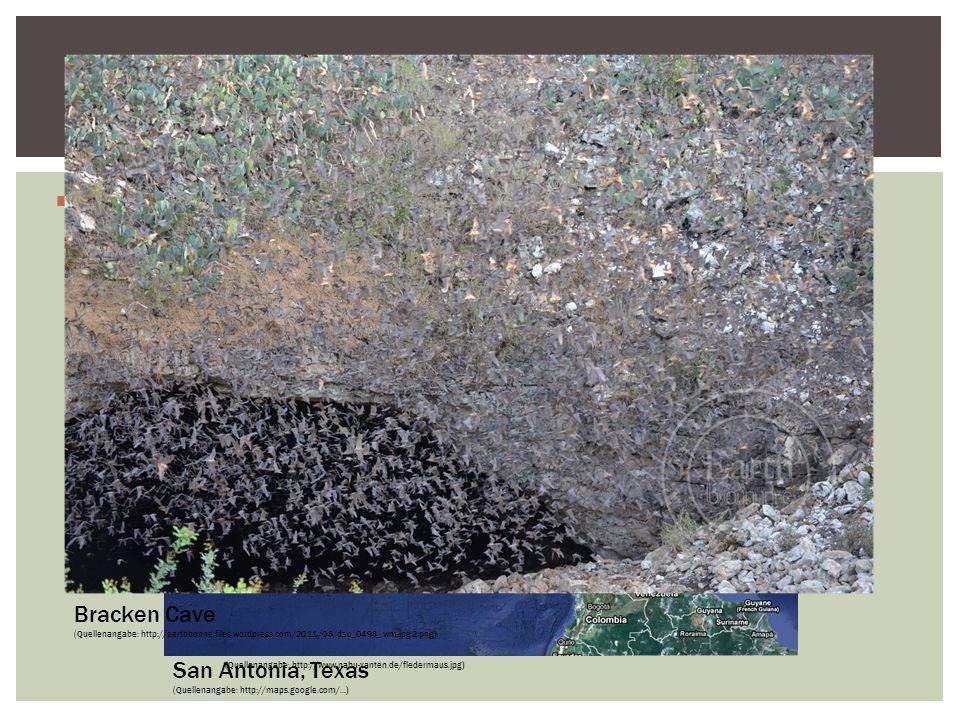Die pledermaus Echoortung Die Echoortung von Fledermäusen Bracken Cave
