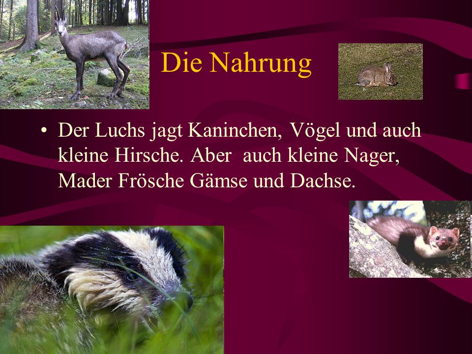 Die Nahrung Der Luchs jagt Kaninchen, Vögel und auch kleine Hirsche.