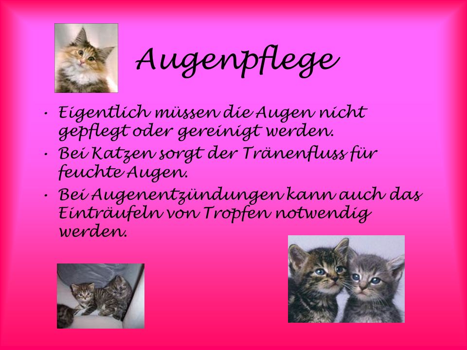 Augenpflege Eigentlich müssen die Augen nicht gepflegt oder gereinigt werden. Bei Katzen sorgt der Tränenfluss für feuchte Augen.