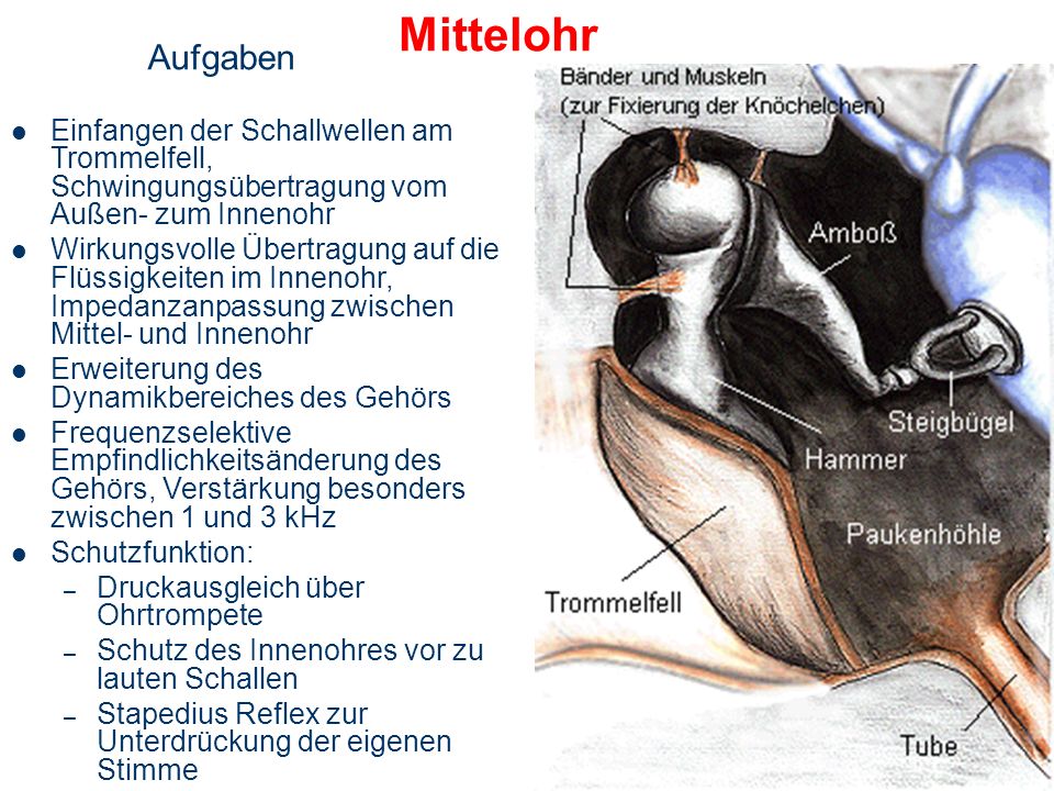 Mittelohr Aufgaben. Einfangen der Schallwellen am Trommelfell, Schwingungsübertragung vom Außen- zum Innenohr.
