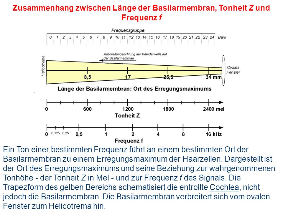 Zusammenhang zwischen Länge der Basilarmembran, Tonheit Z und Frequenz f