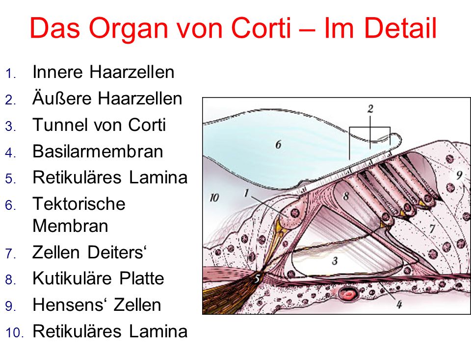 Das Organ von Corti – Im Detail