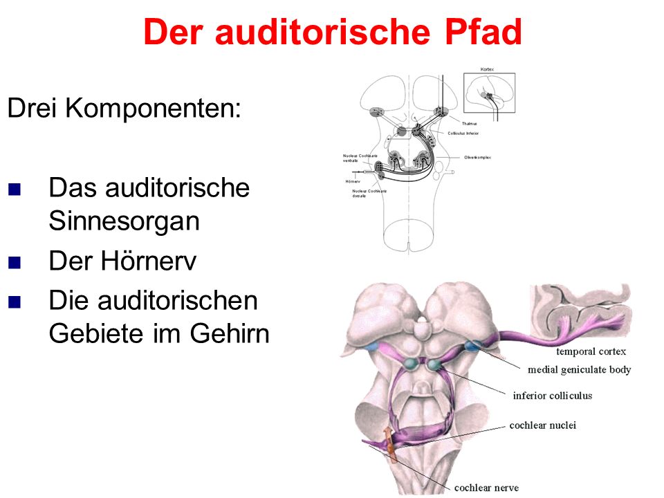 Der auditorische Pfad Drei Komponenten: Das auditorische Sinnesorgan
