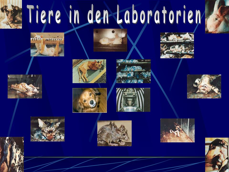 Tiere in den Laboratorien