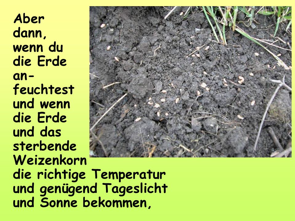 Aber dann, wenn du die Erde an- feuchtest und wenn die Erde und das sterbende Weizenkorn die richtige Temperatur und genügend Tageslicht und Sonne bekommen,