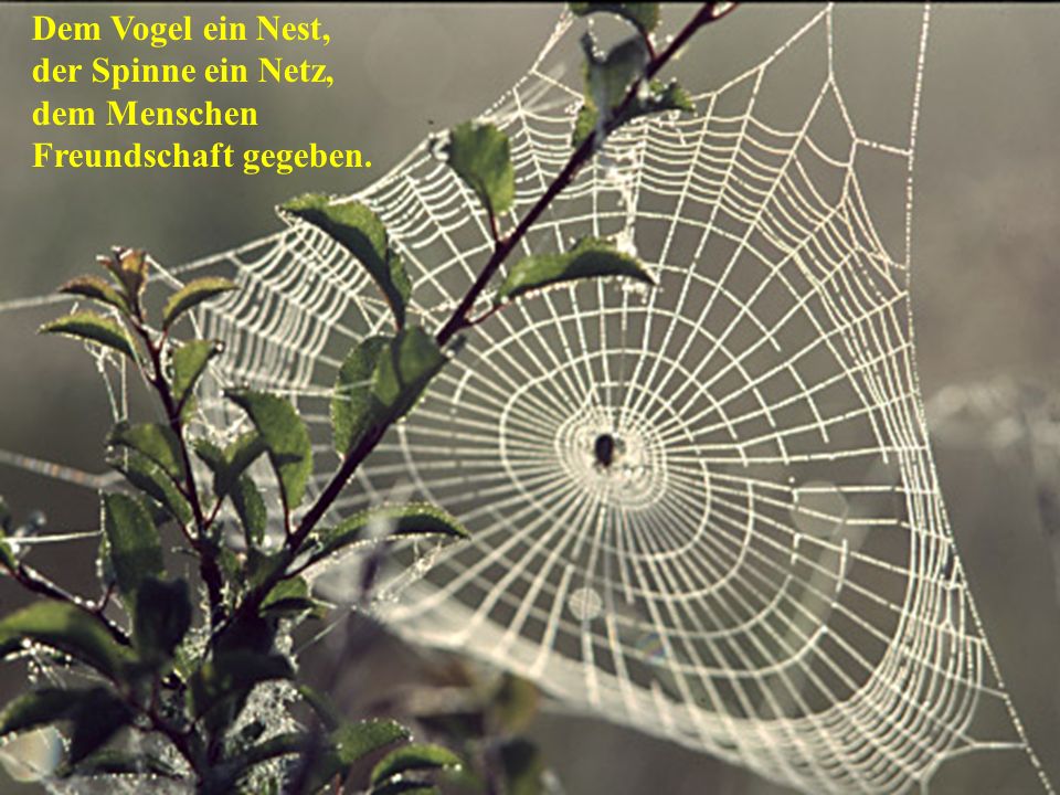 Dem Vogel ein Nest, der Spinne ein Netz, dem Menschen Freundschaft gegeben.