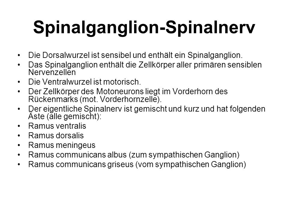 Spinalganglion-Spinalnerv