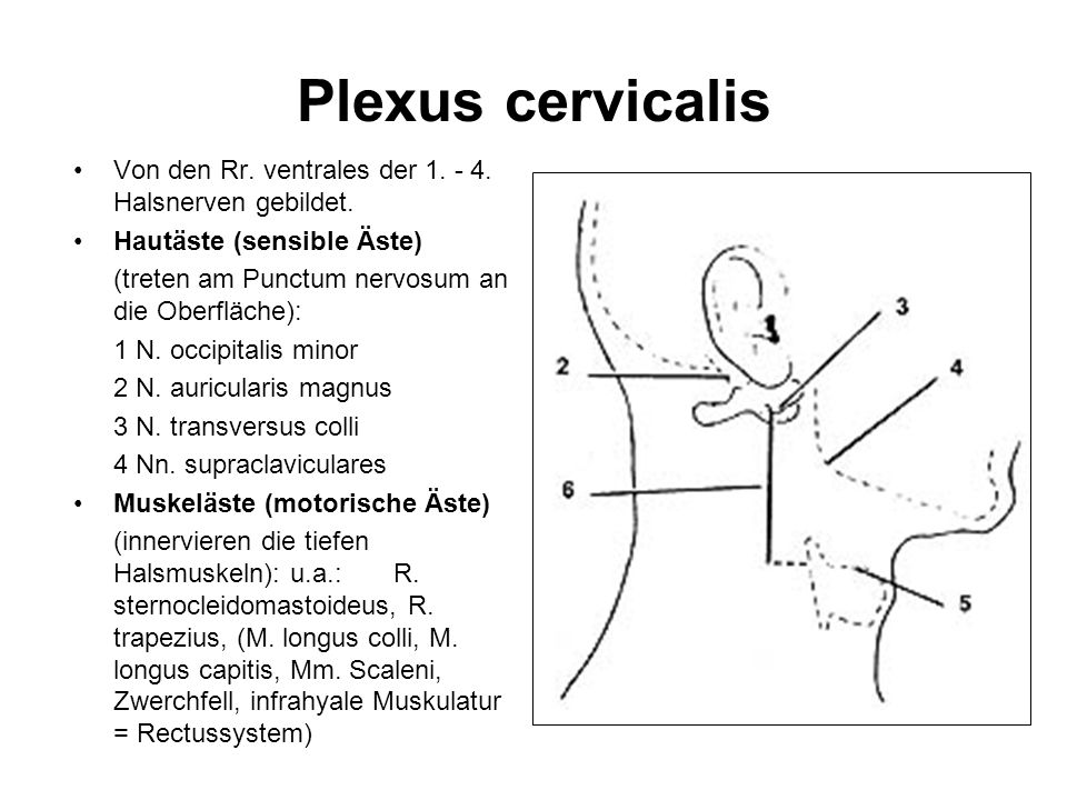 Plexus cervicalis Von den Rr. ventrales der Halsnerven gebildet. Hautäste (sensible Äste) (treten am Punctum nervosum an die Oberfläche):