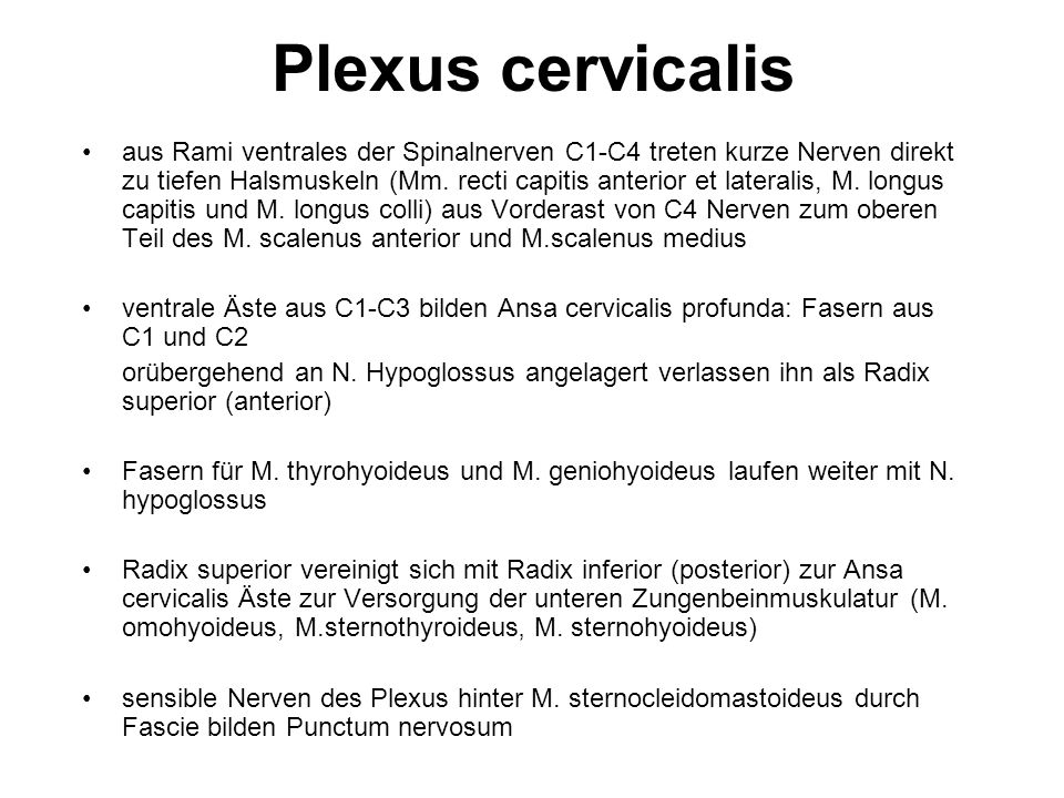 Plexus cervicalis