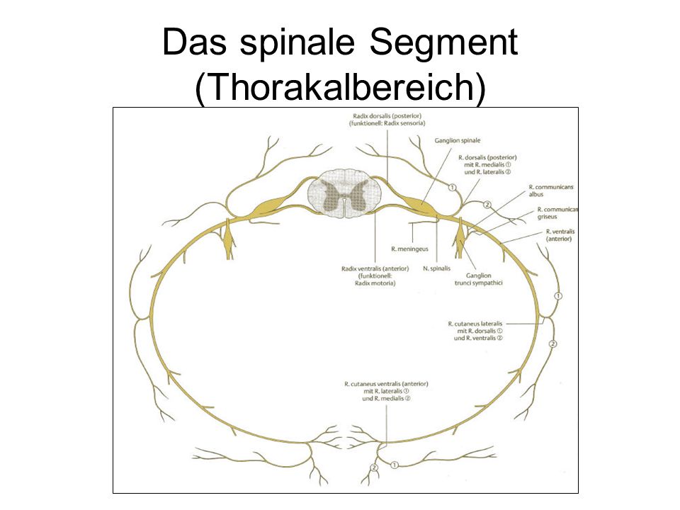 Das spinale Segment (Thorakalbereich)