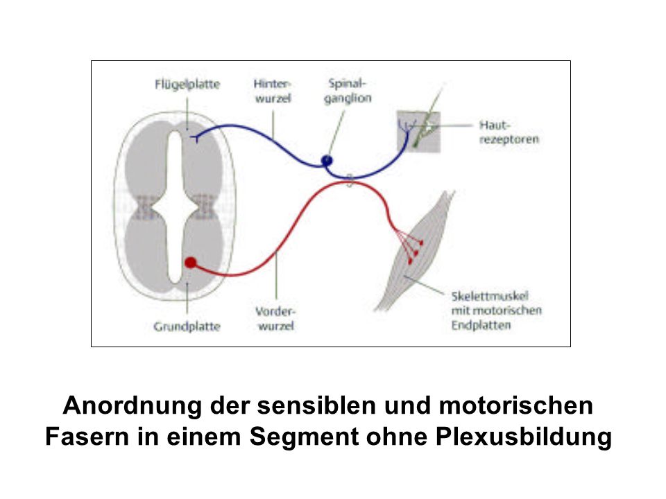Anordnung der sensiblen und motorischen Fasern in einem Segment ohne Plexusbildung