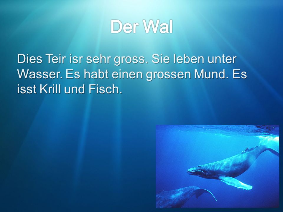 Der Wal Dies Teir isr sehr gross. Sie leben unter Wasser.