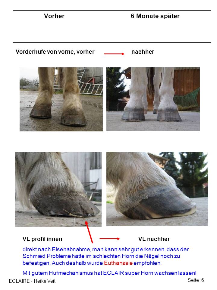 Vorher 6 Monate später Vorderhufe von vorne, vorher nachher