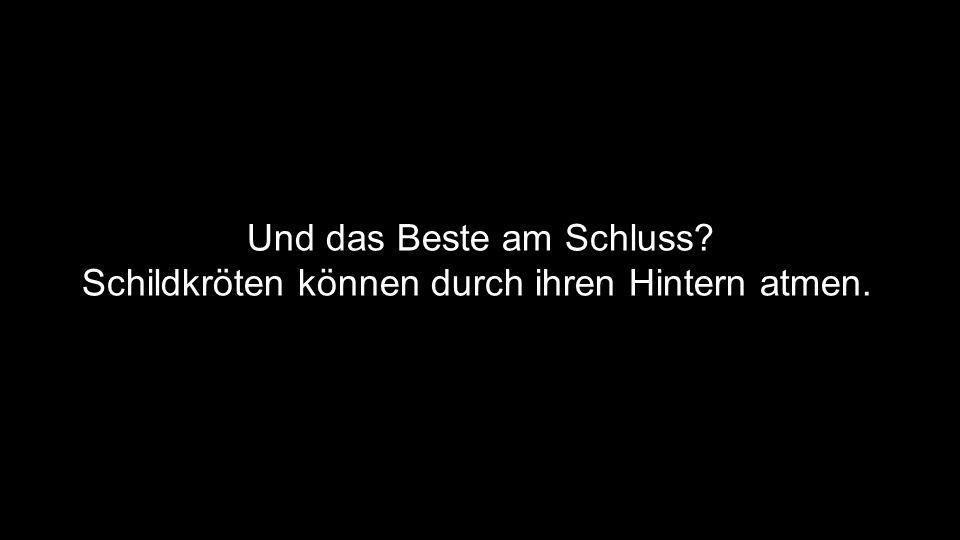 Und das Beste am Schluss Schildkröten können durch ihren Hintern atmen.