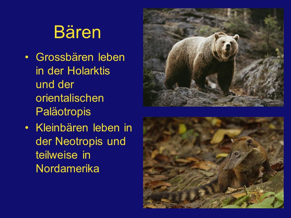 Bären Grossbären leben in der Holarktis und der orientalischen Paläotropis.