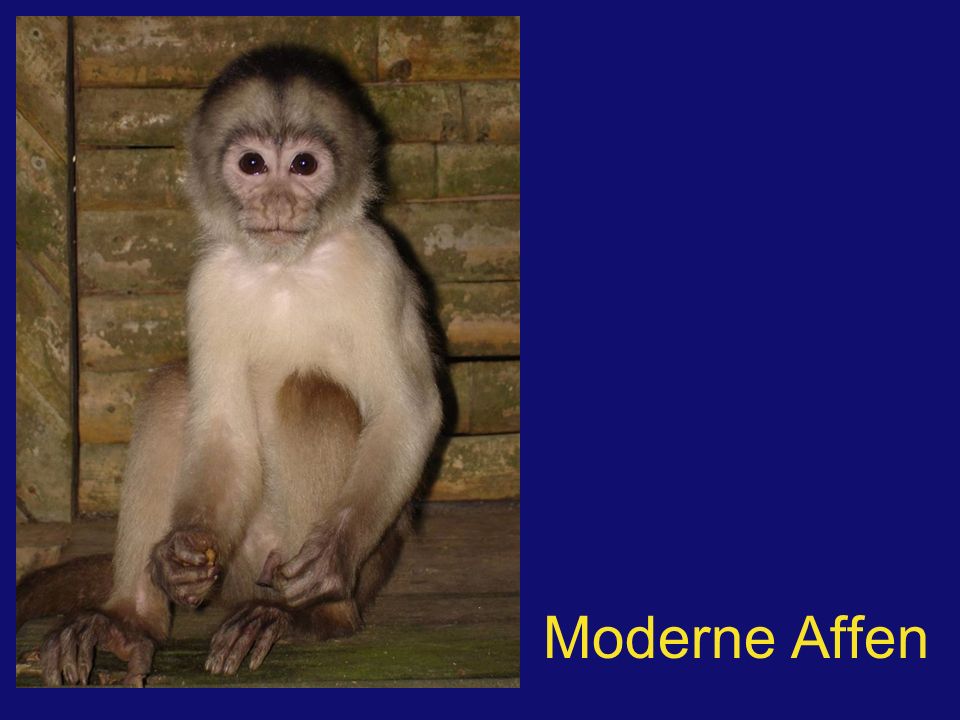 Moderne Affen