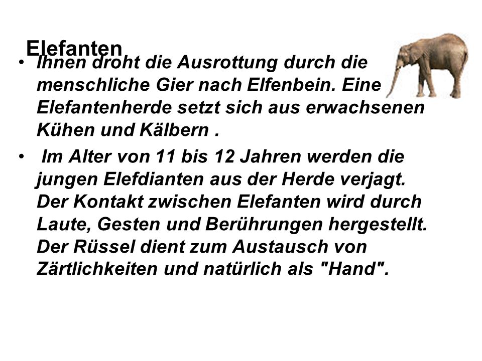 Elefanten Ihnen droht die Ausrottung durch die menschliche Gier nach Elfenbein. Eine Elefantenherde setzt sich aus erwachsenen Kühen und Kälbern .